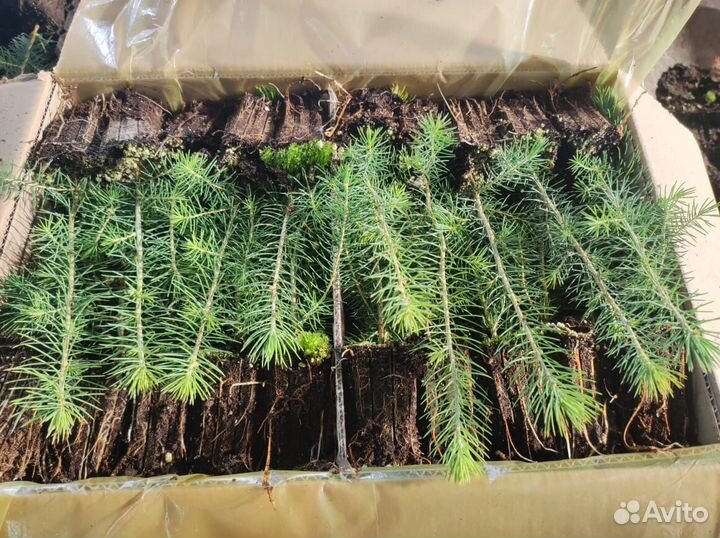 Сеянцы сосны зкс в розницу