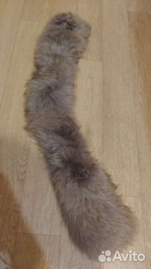 Шкура песца