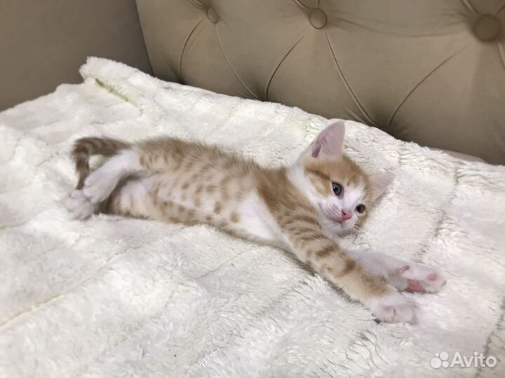 Котята в добрые руки даром