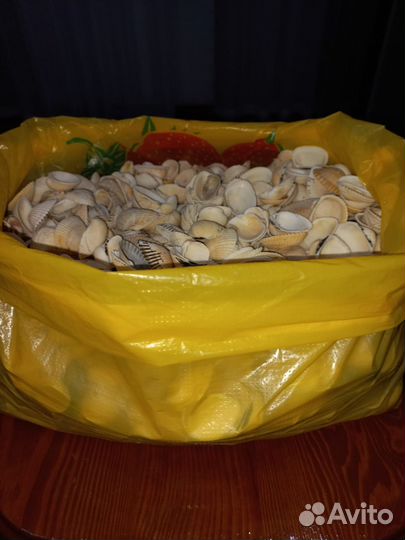 Ракушки морские для поделок или добавка для кур