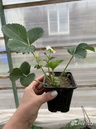 Клубника Купчиха