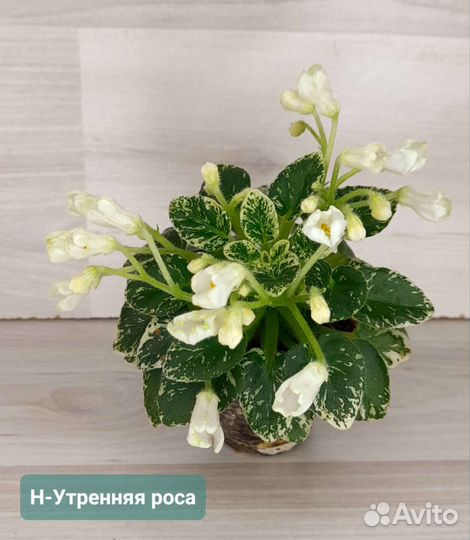 Фиалки мини, полумини, стандарт