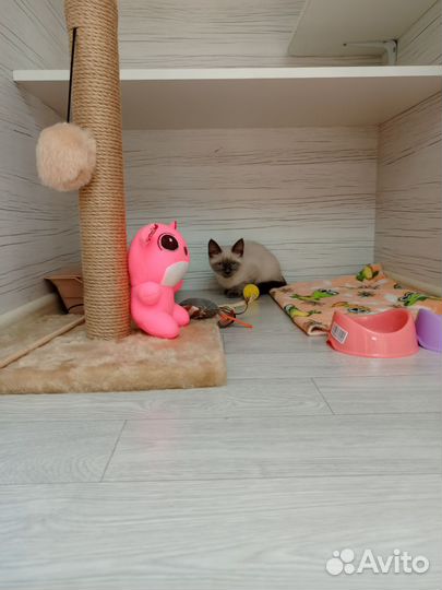 Передержка кошек в зоогостинице