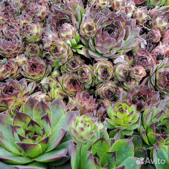 Молодило каменная роза