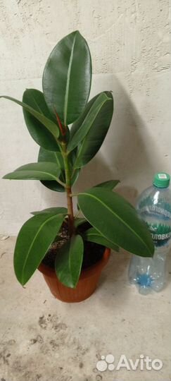 Фикус каучуковый