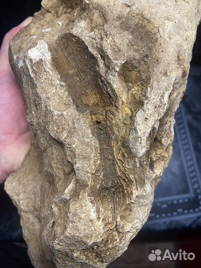 Окаменелость коралл Ругоза