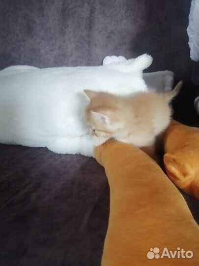 Отдам котят