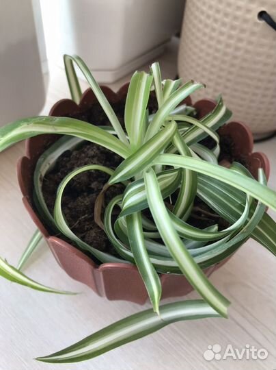 Хлорофитум кудрявый