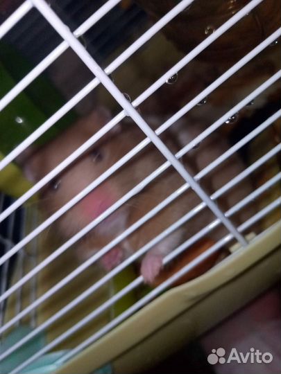 Сирийский хомяк с клеткой