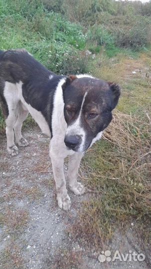 Среднеазиатская овчарка алабай