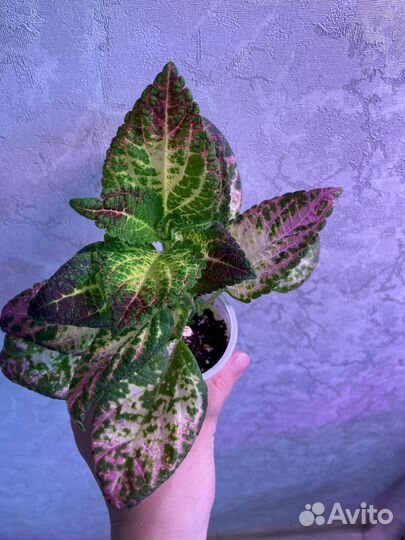 Колеус аватар