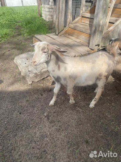 Козлята