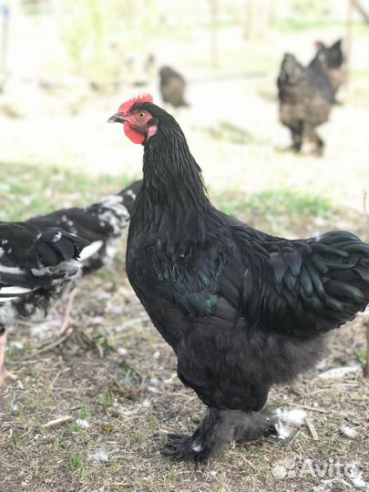 Петухи породы кохинхин