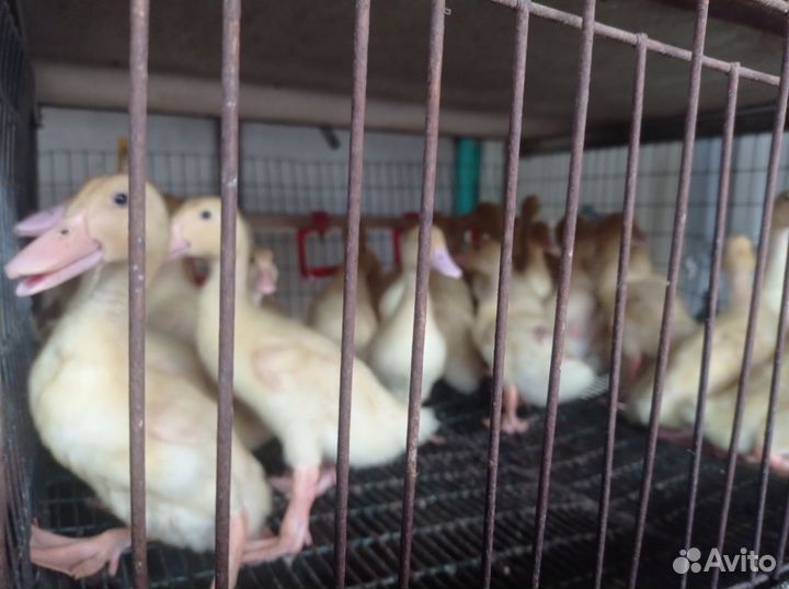 Утята ст5, старт 53