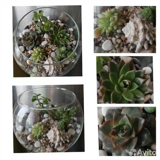 Флорариум-эко-подарок