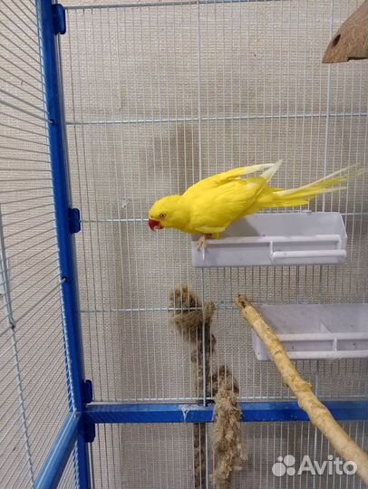 Ожереловый попугай, самка