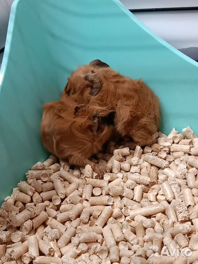 Морская свинка розетка