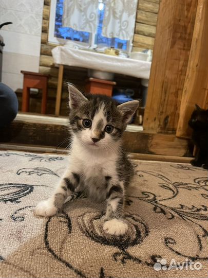 Отдам котенка в добрые руки