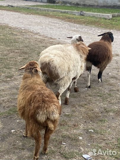 Овцы бараны ягнята
