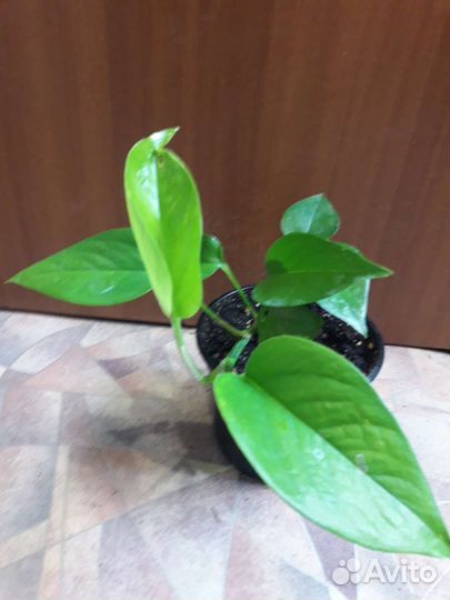 Аглаонема, Филодендрон Сканденс, Циссус