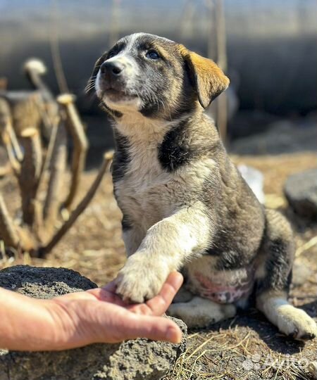 Сэм - крупный щенок-мальчик в дар