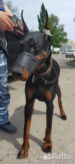 Зоотакси перевозка животных