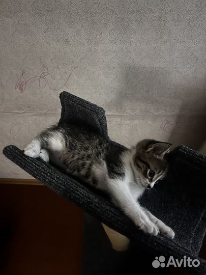 Котята