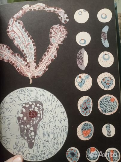 Брэм жизнь животных