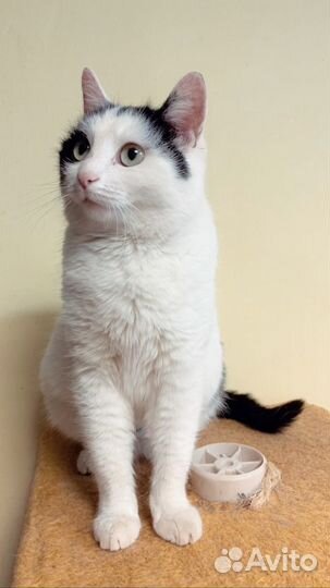 Молодая кошечка