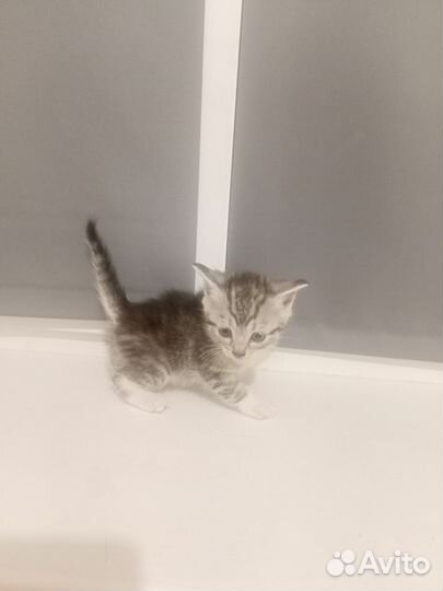 Отдам в добрые руки котят