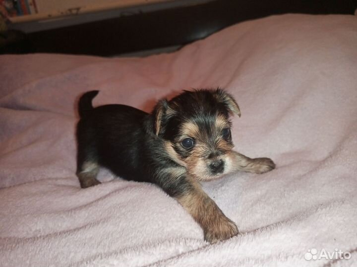 Йоркширский терьер