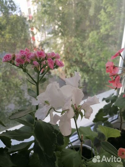 Пеларгония герань