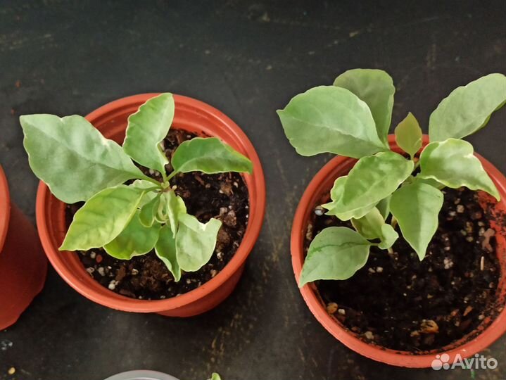 Бугенвиллея 