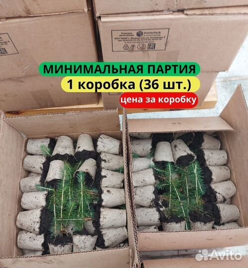 Сеянцы ели зкс