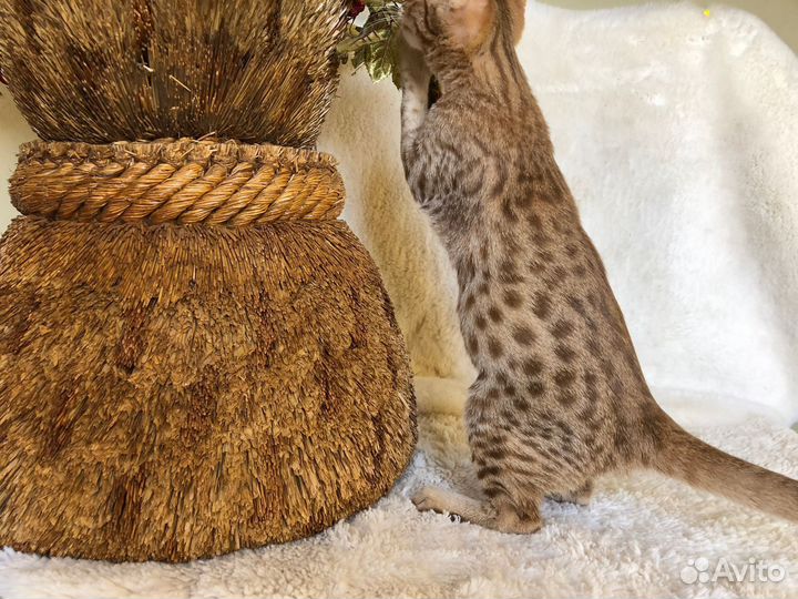 Красивейший котик Оцикет