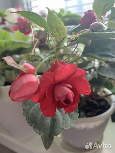 Бальзамин ванька мокрый