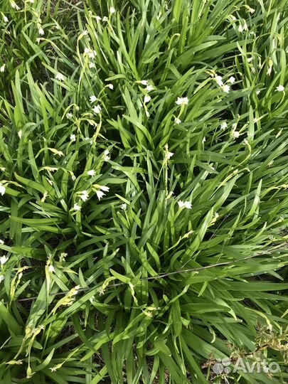 Луковицы первоцветов