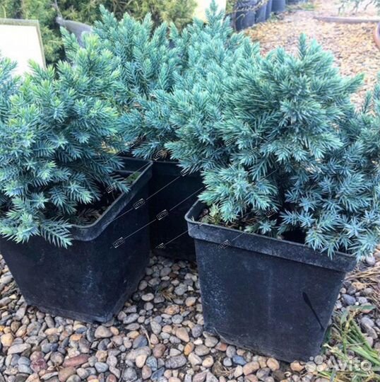 Можжевельник чешуйчатый Блю Стар Juniperus squamat