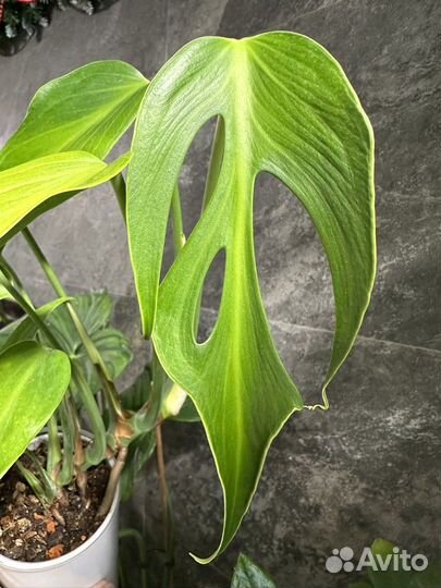 Монстера burle marx flame