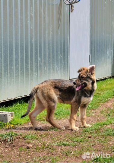 Щенки бесплатно