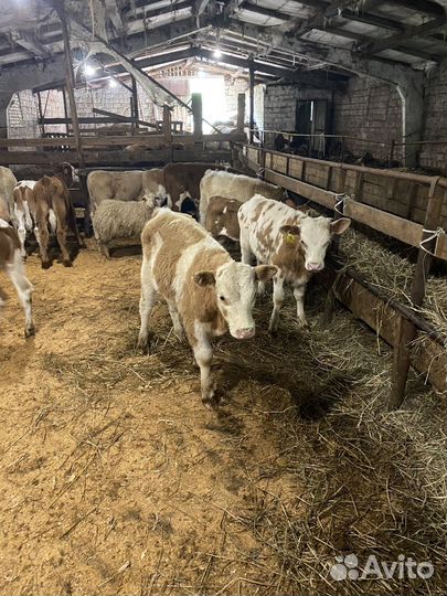 Бычки телята