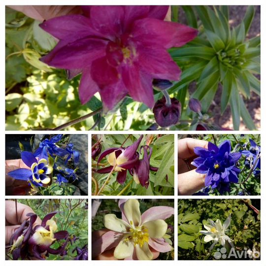 Многолетние цветы