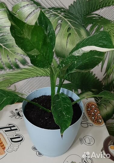 Комнатные цветы