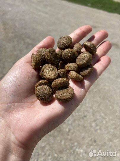 Сухой корм для собак