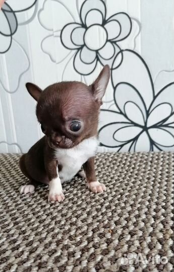 Девочка чихуахуа