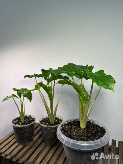 Алоказия Лоу Райдер