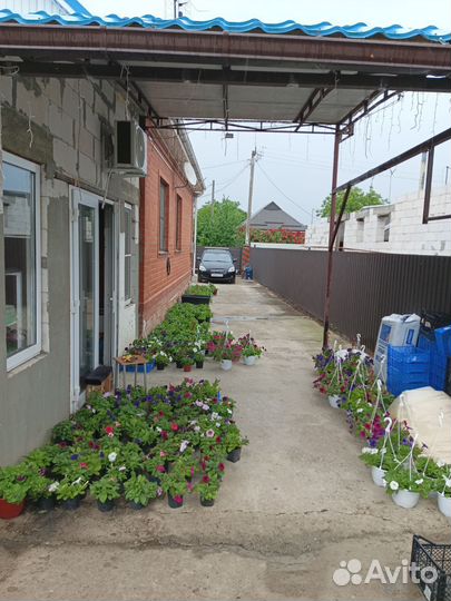 Петуния ампельная