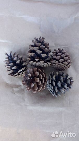 Шишки для декора