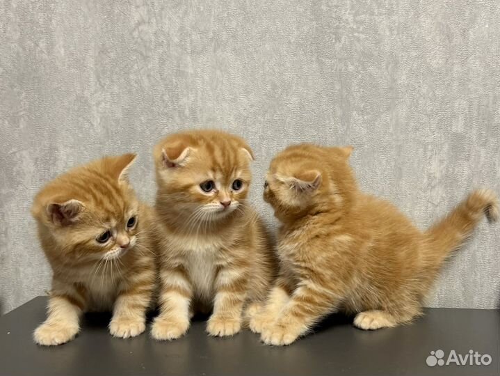 Шотландские котята