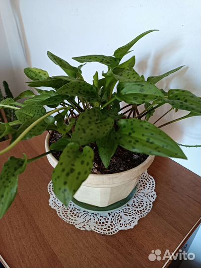 Дримиопсис пятнистый